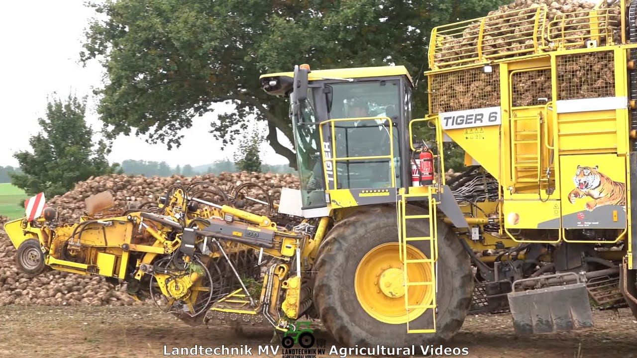 Ropa - Fendt - Krampe / Rübenernte - Harvesting Beets  2021