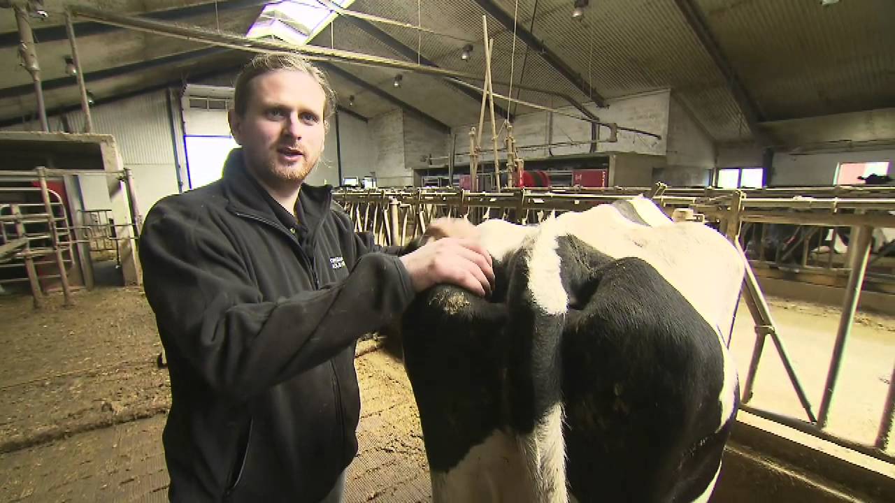 Drømmen om vinderkoen