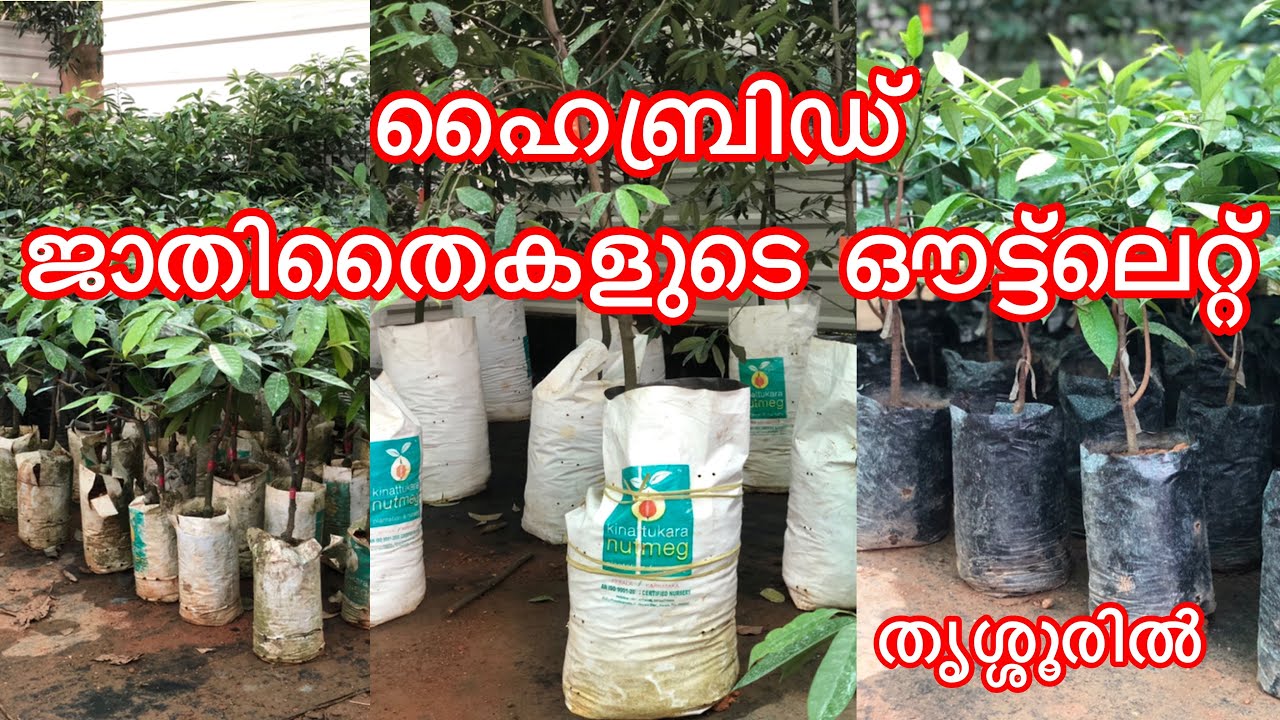 Nutmeg | World's No.1 Nutmeg Plantation & Nursery | Kinattukara