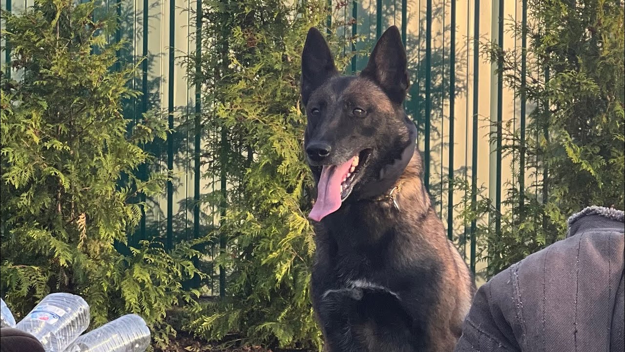 Дрессировка малинуа ТАКА