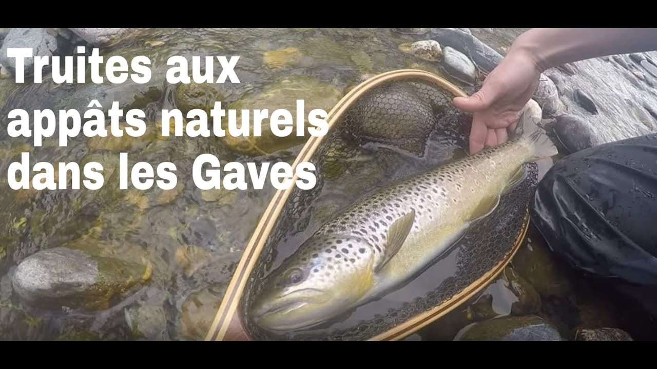 Grosses truites au toc dans les Gaves des Pyrénées-Atlantiques