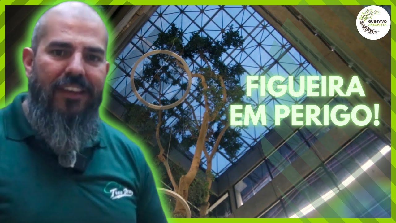 Arboricultura em Ação: A Restauração de Uma Figueira em Ambiente Urbano | Gustavo Arborista