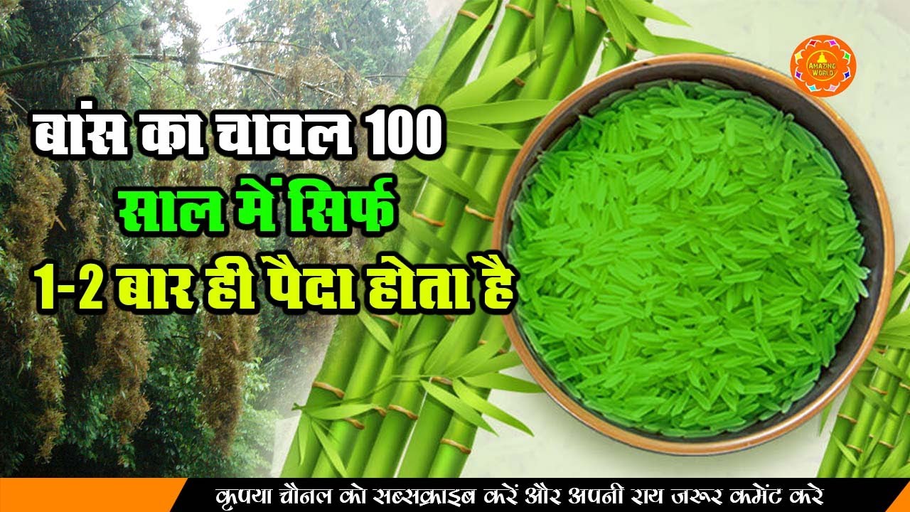 बांस का चावल 100 साल में सिर्फ 1 2 बार ही पैदा होता है, पौष्टिक गुणों के चलते अच्छी कमाई होती है