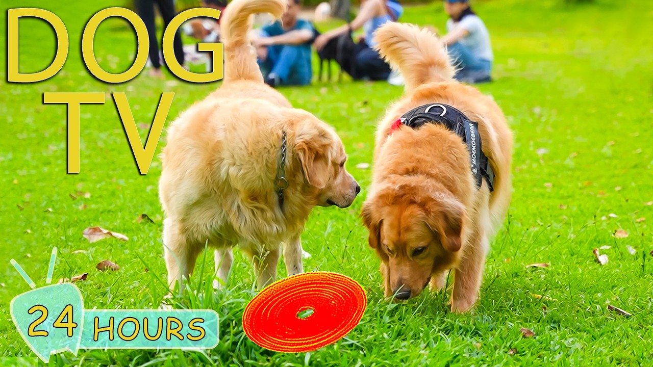 DOG TV for Dogs to Watch: Best Video Entertain for Dog Relax All Day When Home Alone - Music for Dog