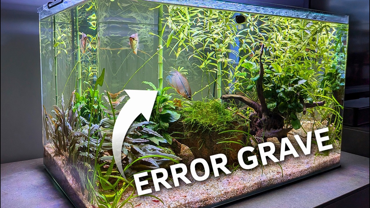 ¡Errores GRAVES que Debes Evitar en tu Acuario Plantado! 🕵️ Acuarios de Suscriptores #72