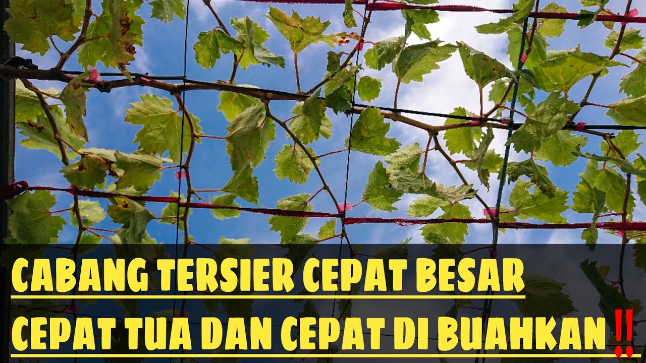 CARA MUDAH AGAR CABANG TERSIER ANGGUR CEPAT BESAR DAN CEPAT DI BUAHKAN‼️🍇🔥