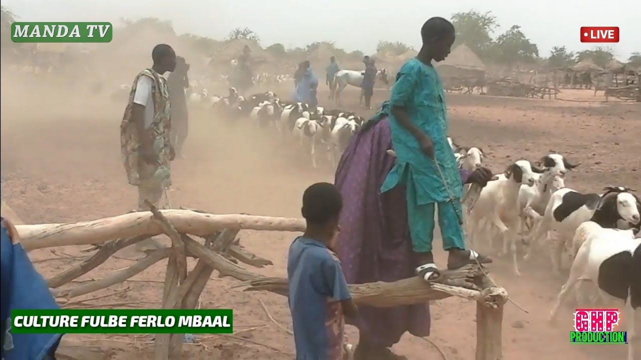 archives/ƳARO BAALI: Pulaagu e Nder Ferlo Finatawa FULƁE culture peul Ferlo Mbaal