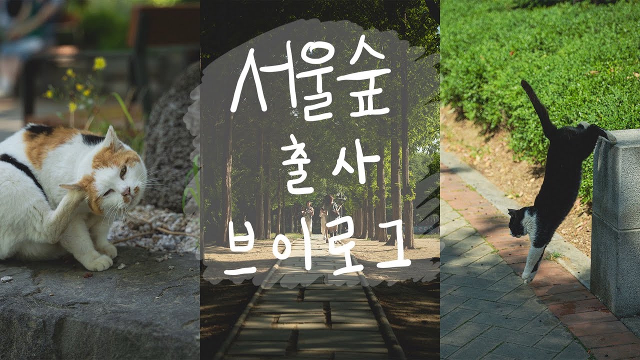 서울숲 돌아다녀보기 ! vlog 🇰🇷 짧은시간동안 서울숲에서 뽕을 뽑아보자 ! sm엔터테인먼트, 버터샵, 사슴, 꽃사슴, 서울숲 🐈