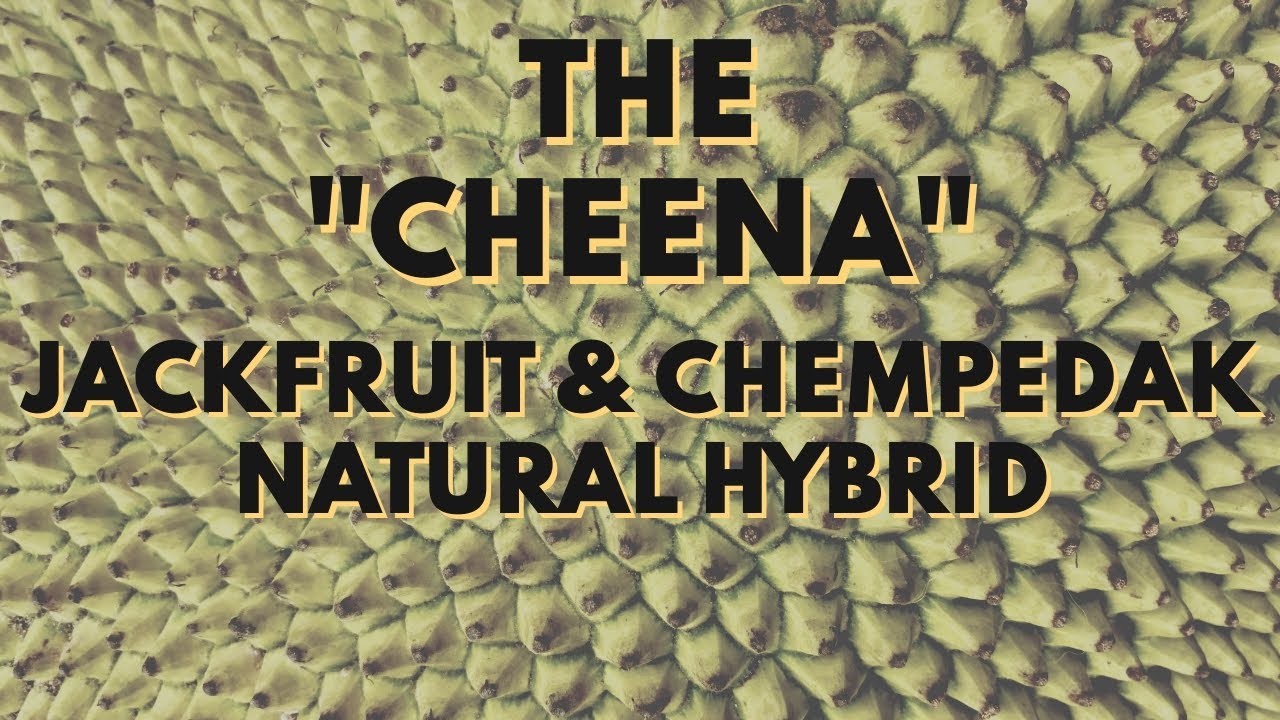 How to grow Cheena - Jackfruit x Chempedak Natural Hybrid - Jackedak