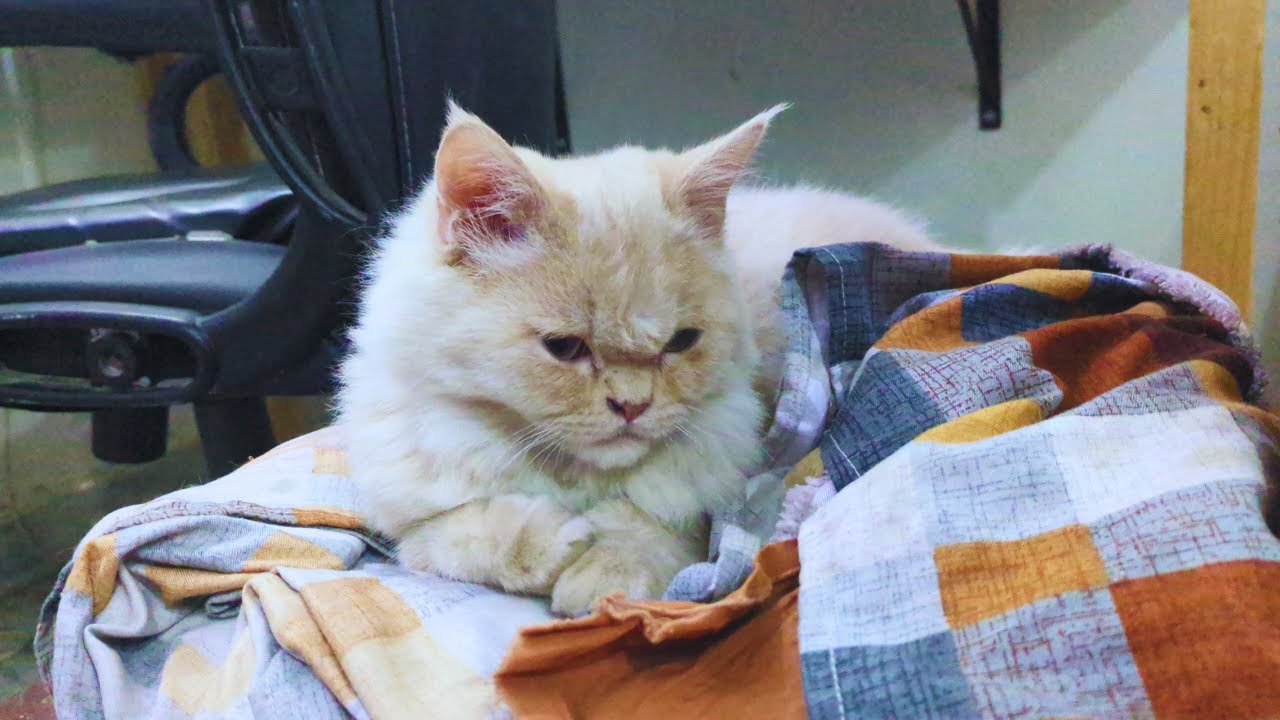 You Won&rsquo;t Believe How Cute This Big Head Kitty Is! 🐈😍