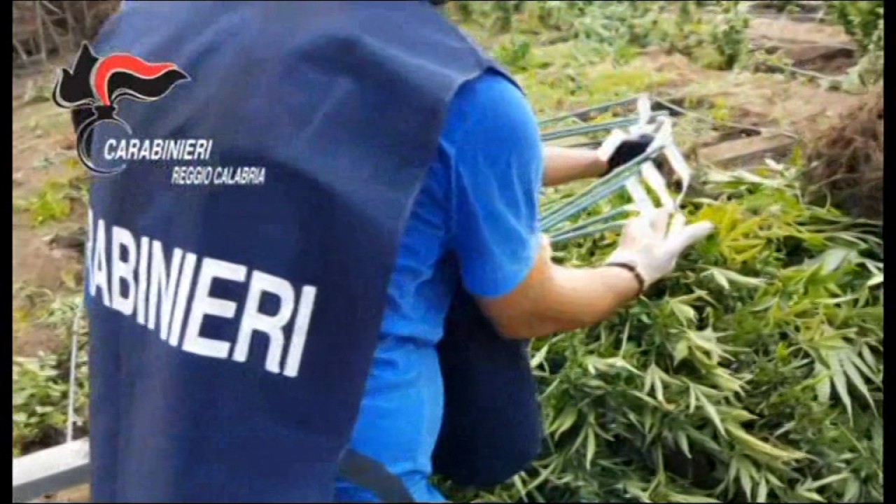 Taurianova, 12mila piantine di marijuana rinvenute