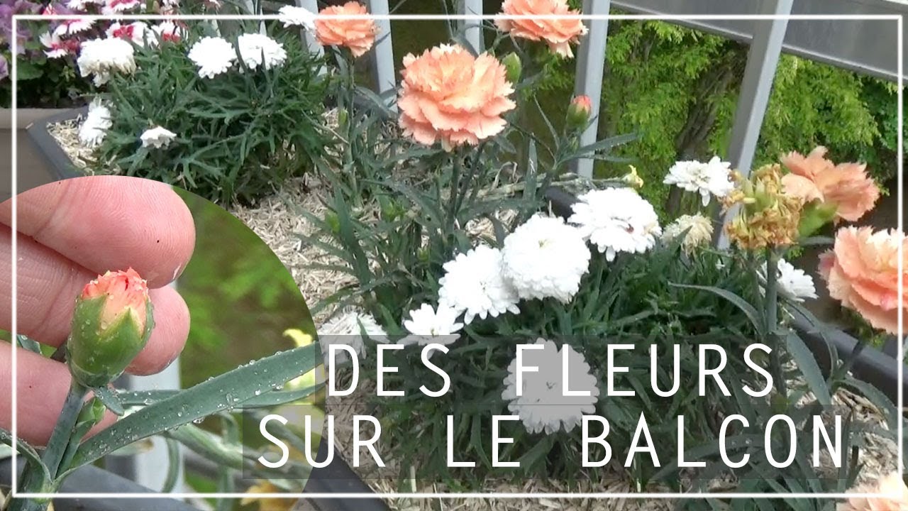 🌸 Fleurir son balcon avec des œillets et des anthémis | Exposition ensoleillée ☀️