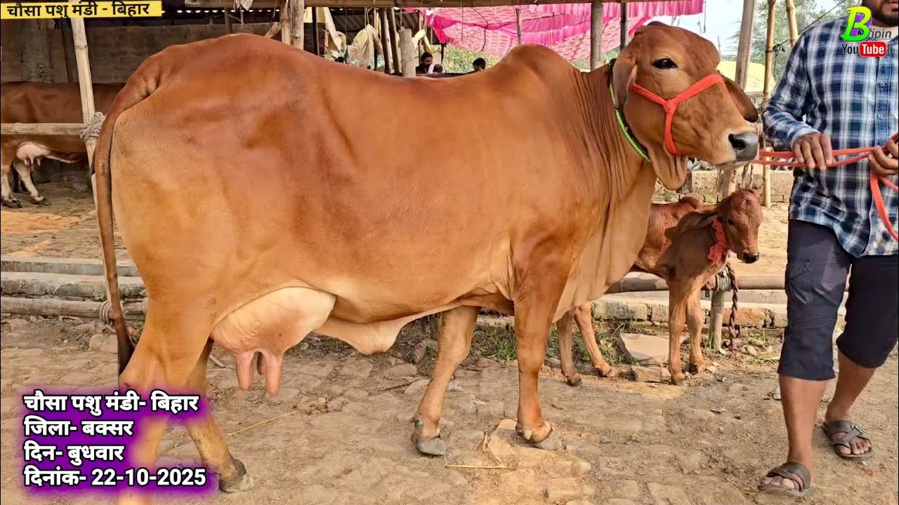 #छठ पर्व से पहले चौसा मंडी मे बिकाऊ गाय सस्ते दामों में बिकी | Desi Cow Mandi | Chausa Haat 2025