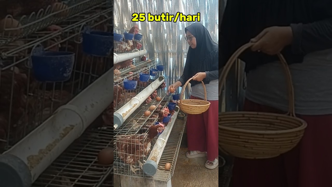 Ternak ayam petelur skala rumahan, makin diminati ibu rumah tangga. #ternakayam #ayampetelur #ayam