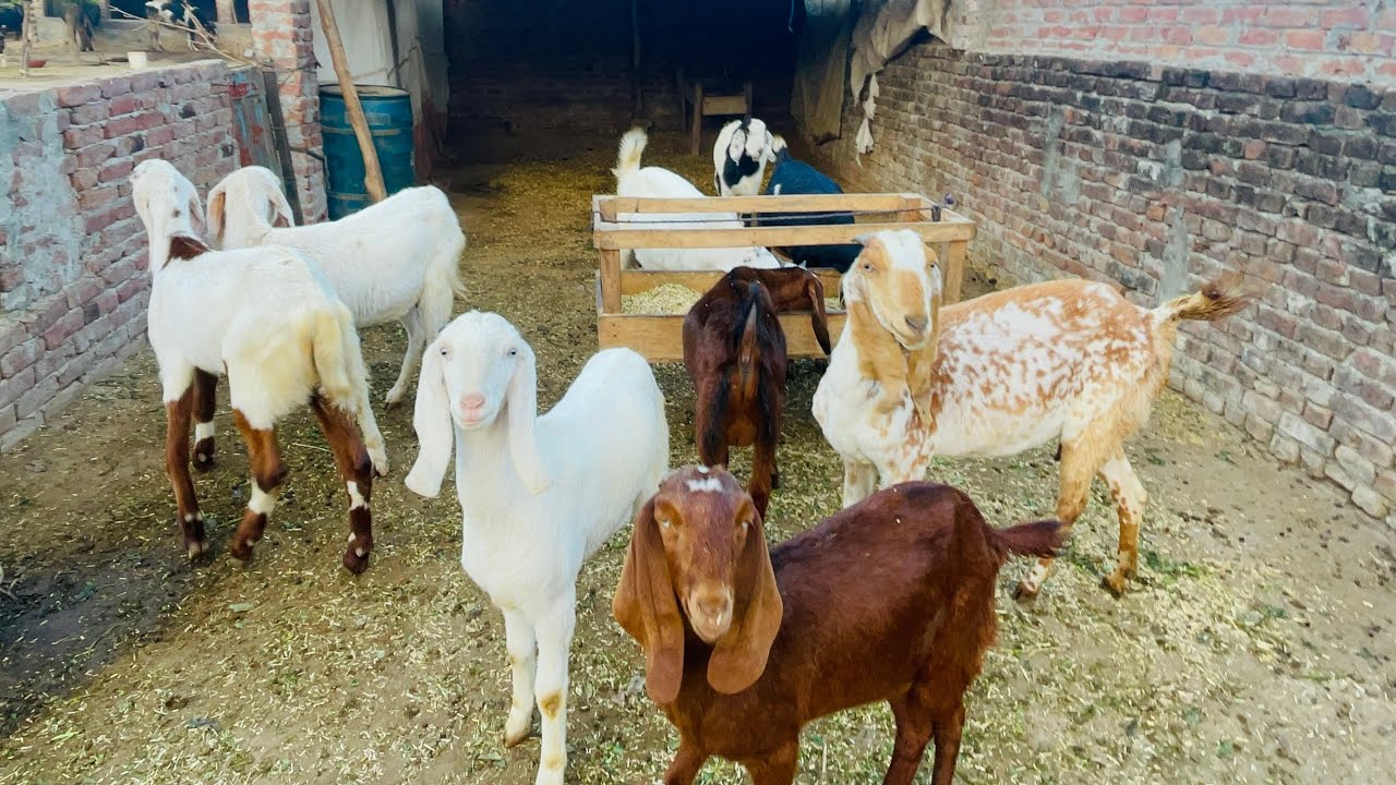 Rana goat Farm goat farming business loss or profit my 6 months experience Pakistan Punjab 2026