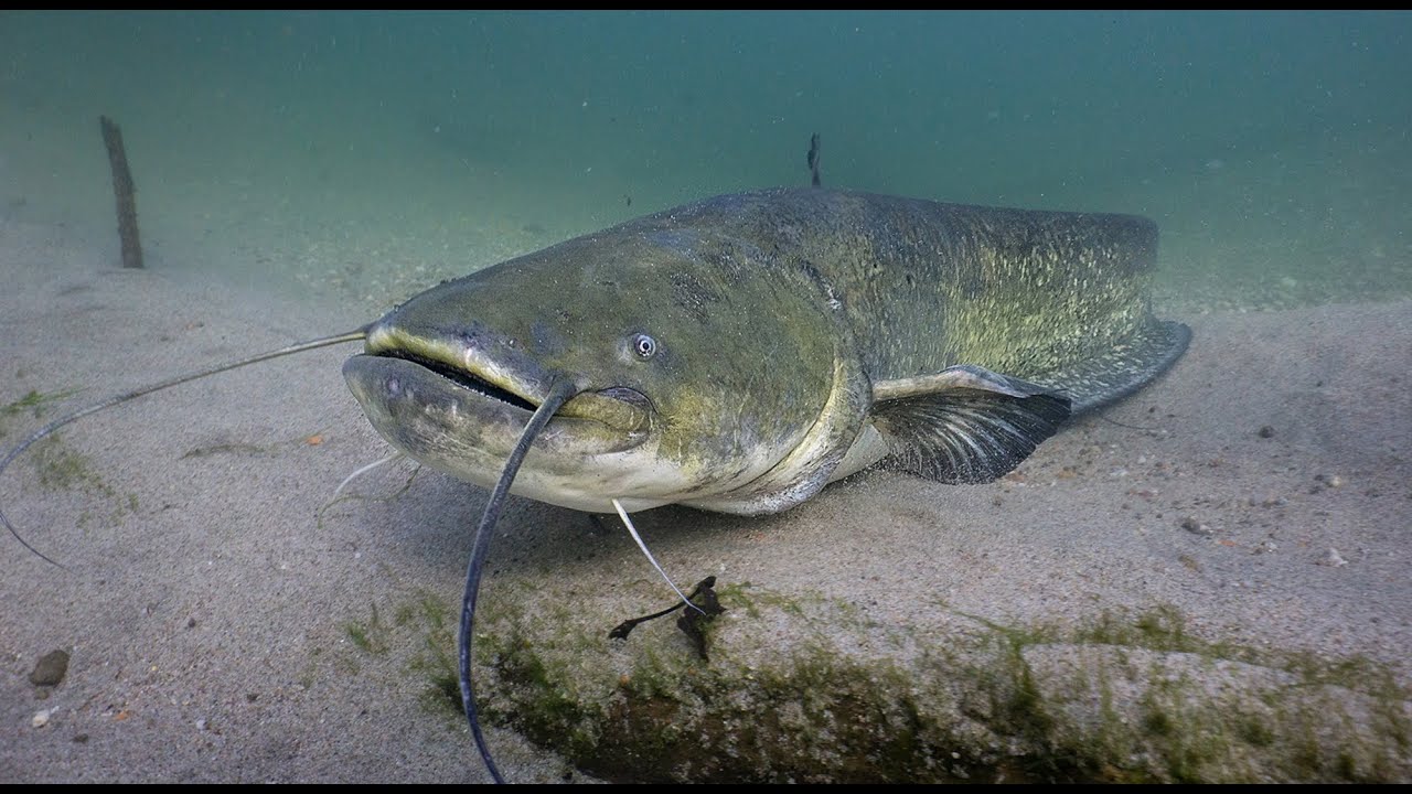 Il PESCE SILURO: il GIGANTE del fiume!