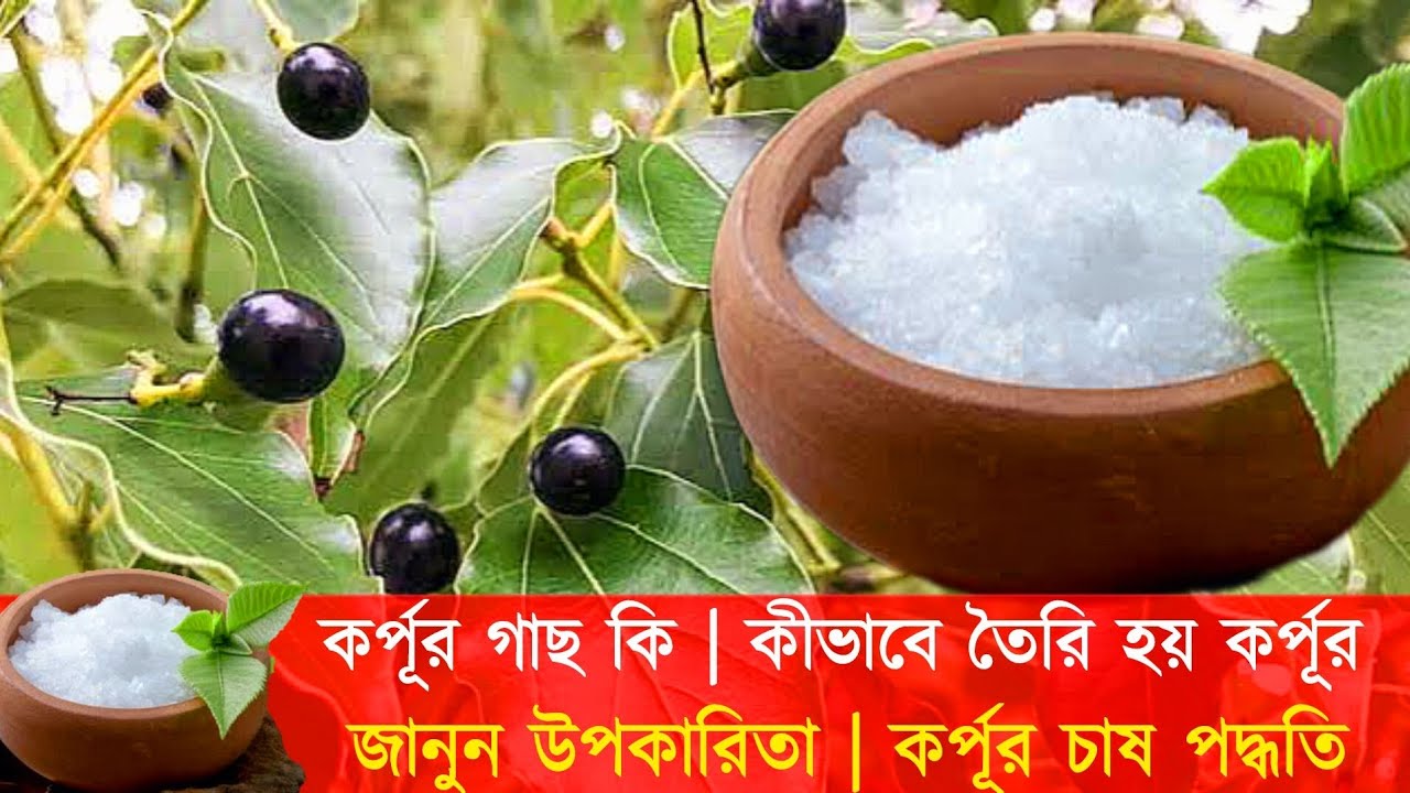 কর্পূর গাছ দেখেছেন | কীভাবে তৈরি হয় কর্পূর | জানুন উপকারিতা | Camphor Plant | কর্পূর চাষ পদ্ধতি