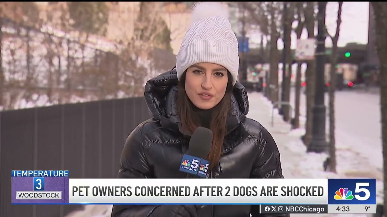 2 dogs shocked, 1 killed, in Chicago's River North neighborhood