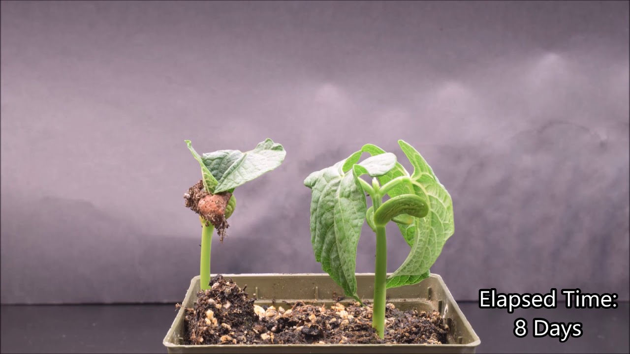 Monocot and Eudicot Germination Time-lapse