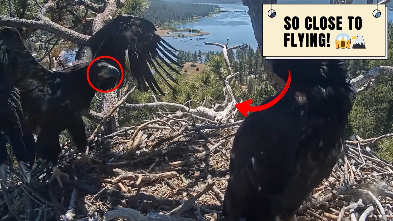 They&rsquo;re So Close Now ❤️ Sandy & Luna Preparing for First Flight!