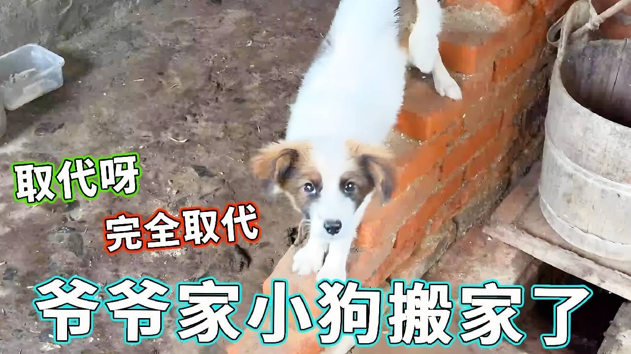 爷爷家小狗搬家上位！取代大狗地位，见我依旧超热情～天哥 OS：想跟我混？ 【天下一场梦】
