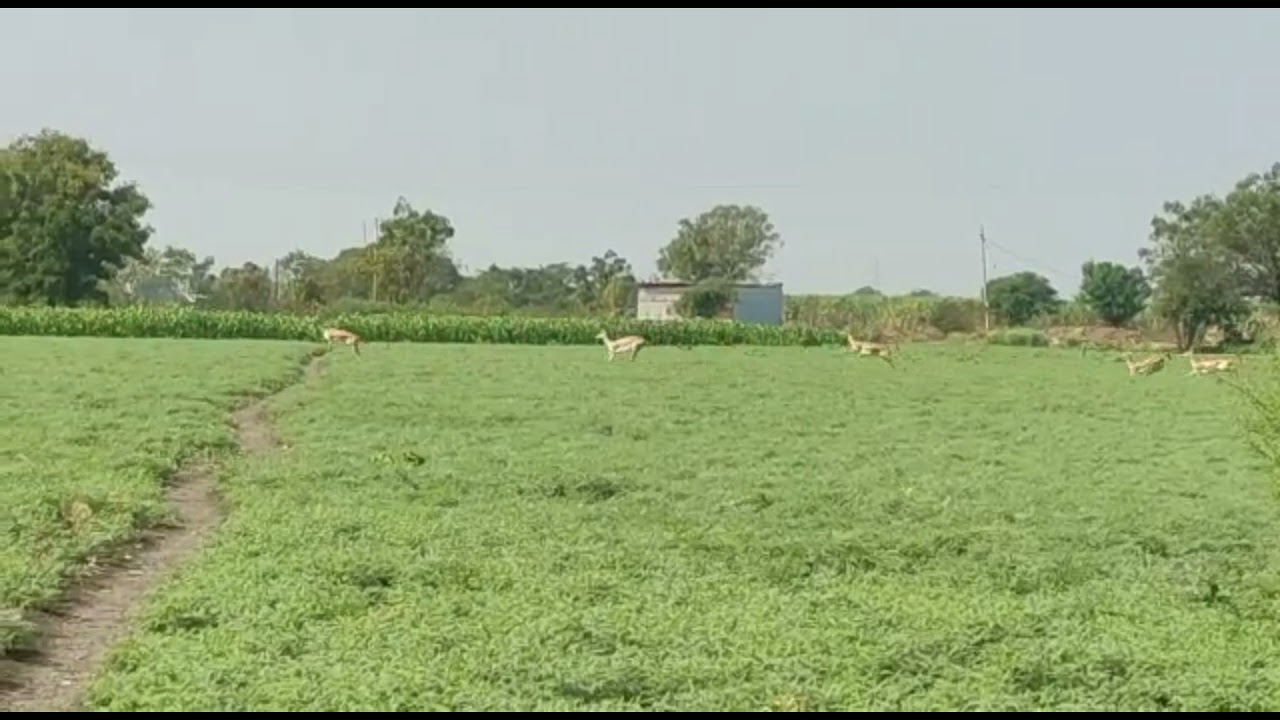 Beautiful Farm | Beautiful Nature