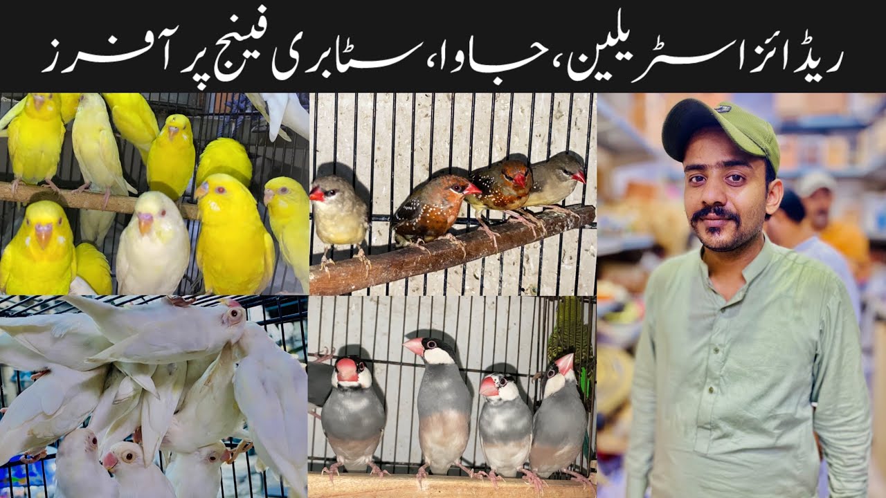 Big Offer on Australian, Jawa, Strawberry Finch, Benglise || Jhangir birds shop Rawalpindi.