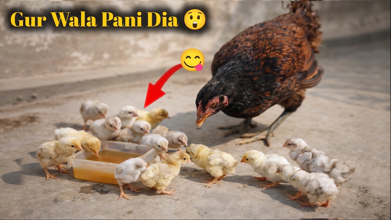 2 Din Ke Chozon Ko Gur Wala Pani Diya… Dekho Kya Hua😲🐥