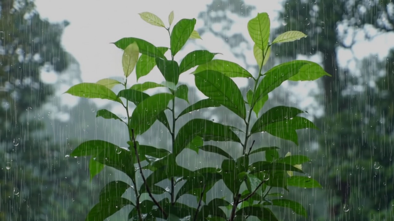 Heavy Rain on Forest Leaves | No Thunder | Deep Sleep & Relaxation