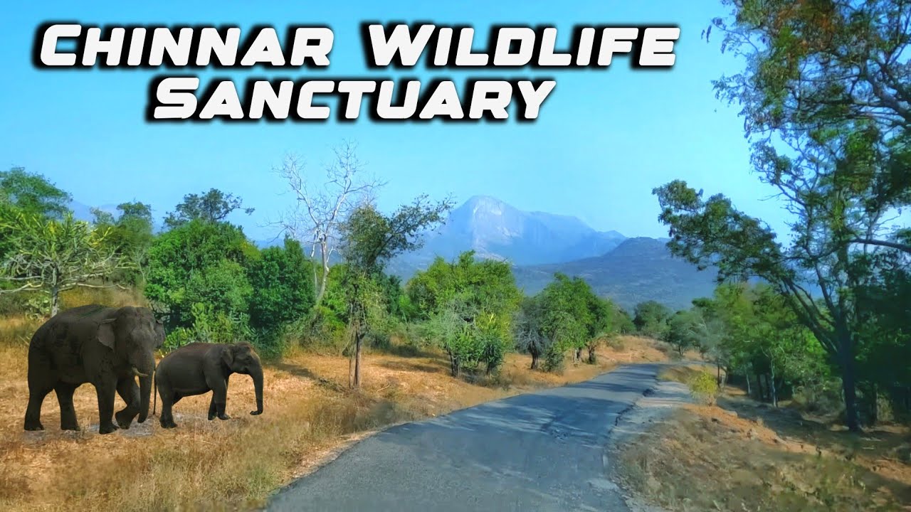 chinnar wildlife sanctuary munnar | chinnar forest | anamalai tiger reserve | chinnar munnar road