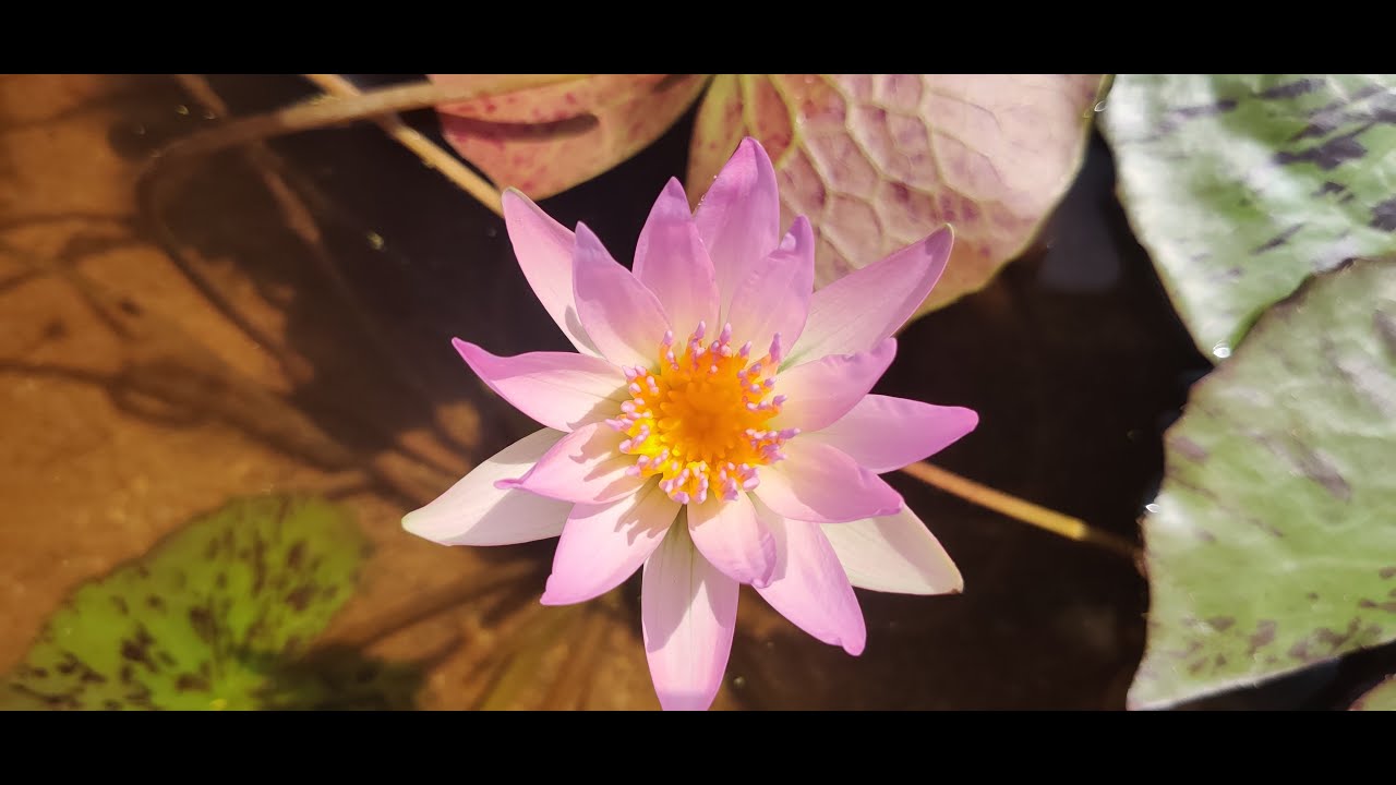 How to plant Tropical & Hardy Waterlilies
