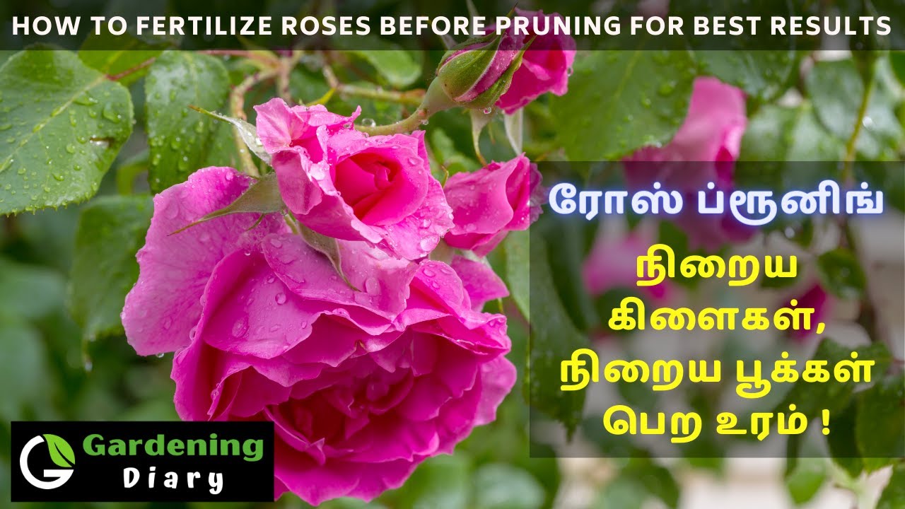 ரோஸ் செடி ப்ரூனிங் செய்த பின் வேகமாக வளர்ந்து பூக்க உரம் - How to fertilize rose to break dormancy