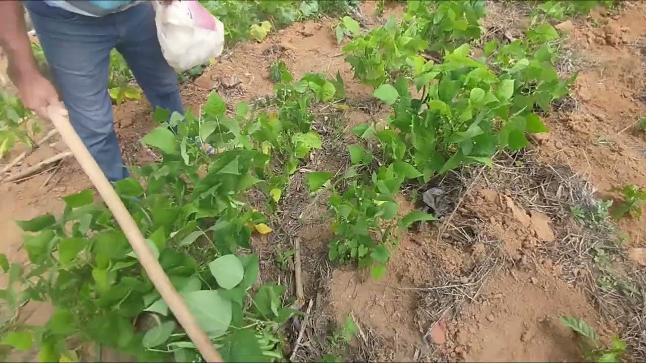 Nossas plantações na roça! ☘️🌱🪴