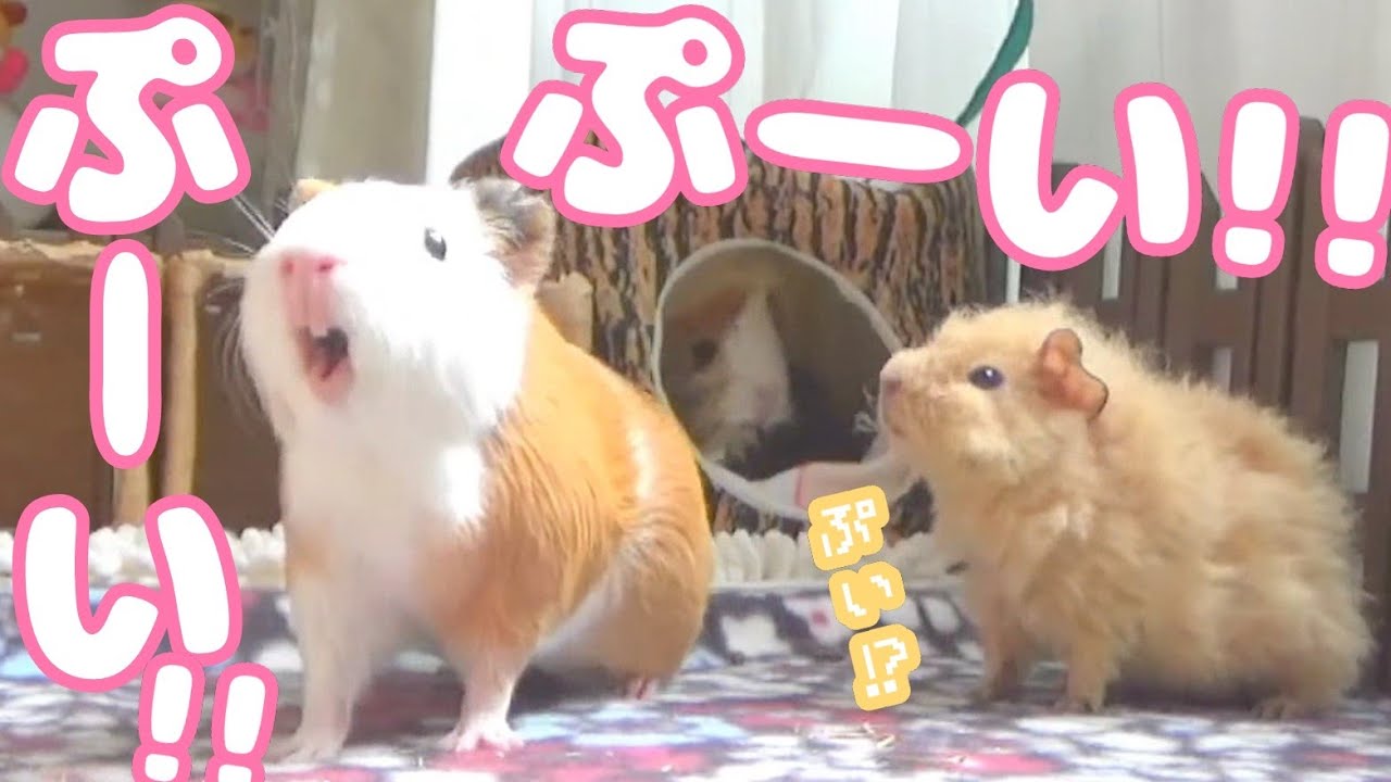 モルモットってこんなに鳴くんですよ　Cutest Guinea pigs noises
