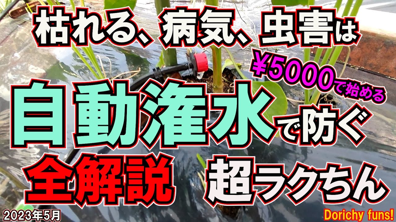 #64 畑とブルーベリーを全部自動潅水っ！全部解説しま～す