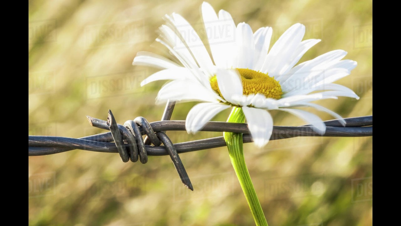 Trauma Sensitive Meditation: Creating an Internal Sanctuary