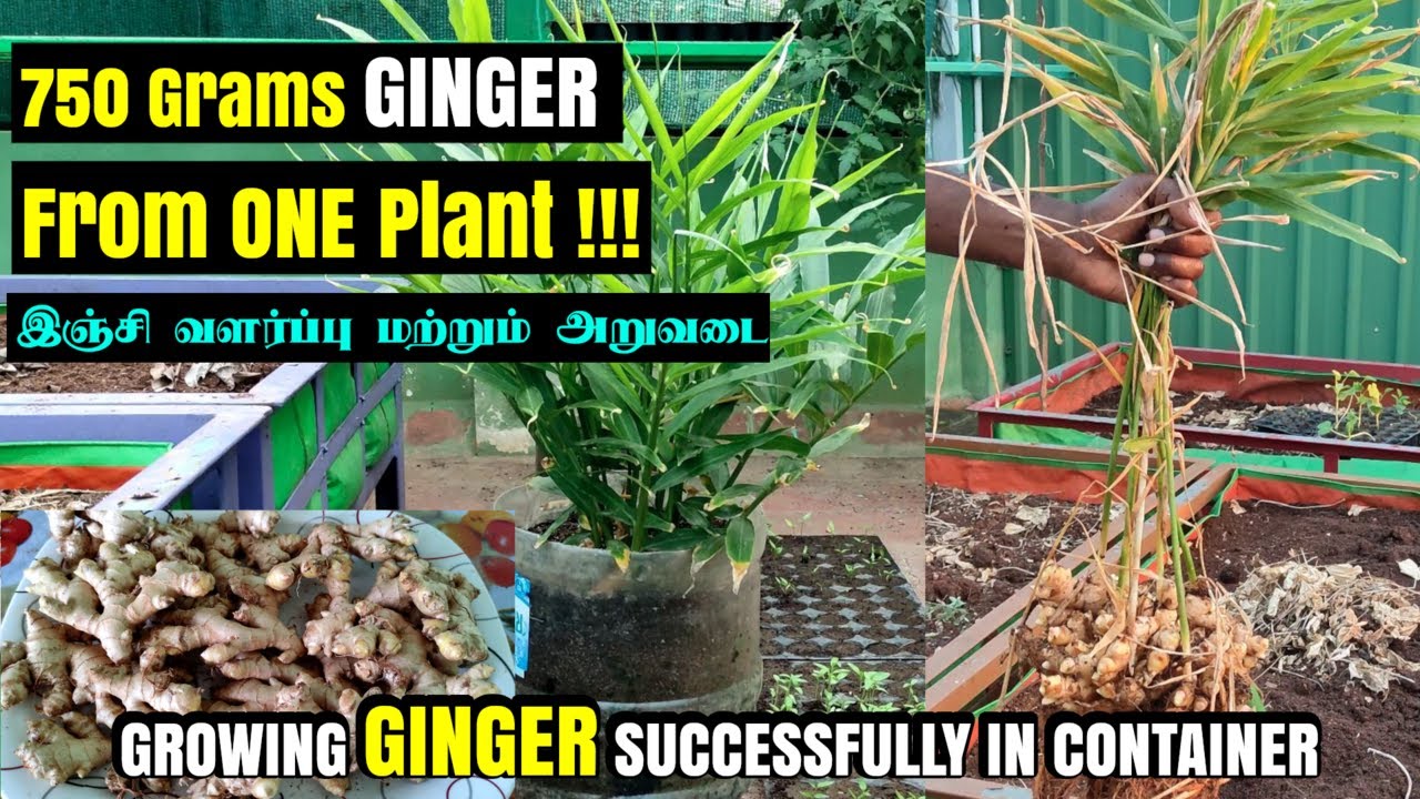 மாடித் தோட்டத்தில் இஞ்சி வளர்த்து நல்ல அறுவடை எடுக்க சில டிப்ஸ் | How to grow ginger in container