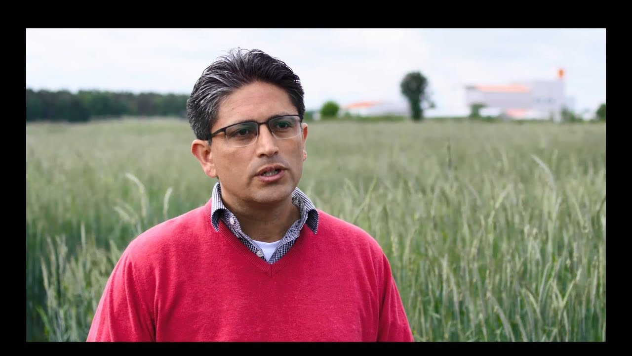 Mutterkornabwehr mit PollenPlus®-Hybridroggen