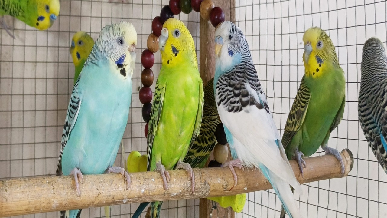 Soothing Budgie Singing | 3 Hours of Cheerful Parakeet Sounds