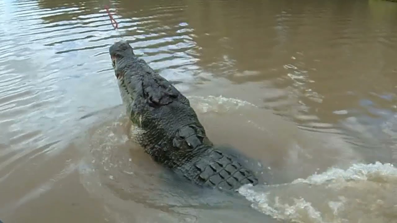 Big Crocodiles near Darwin Coral Princess Cruise.