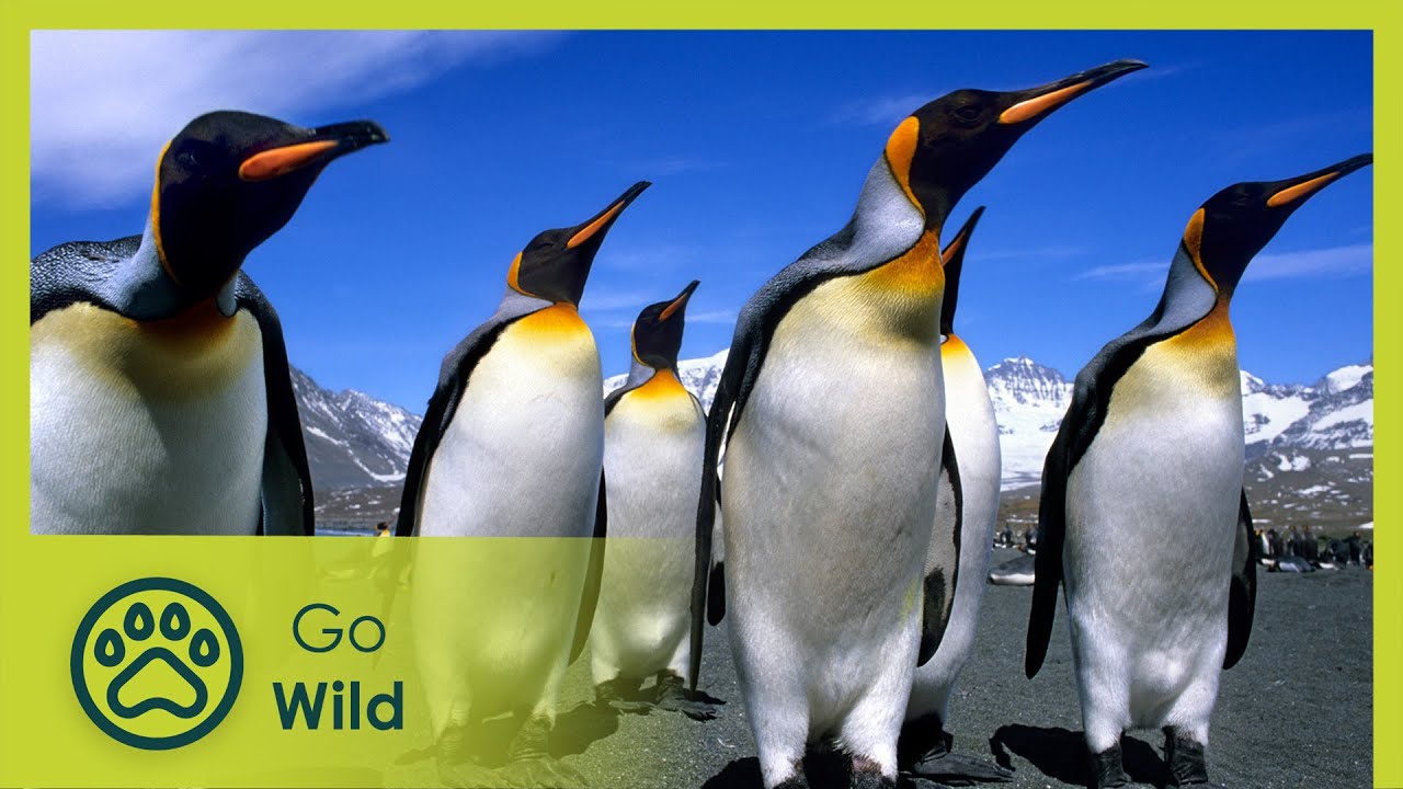 Penguins: The story of the Birds That Wanted To Be Fish | Go Wild