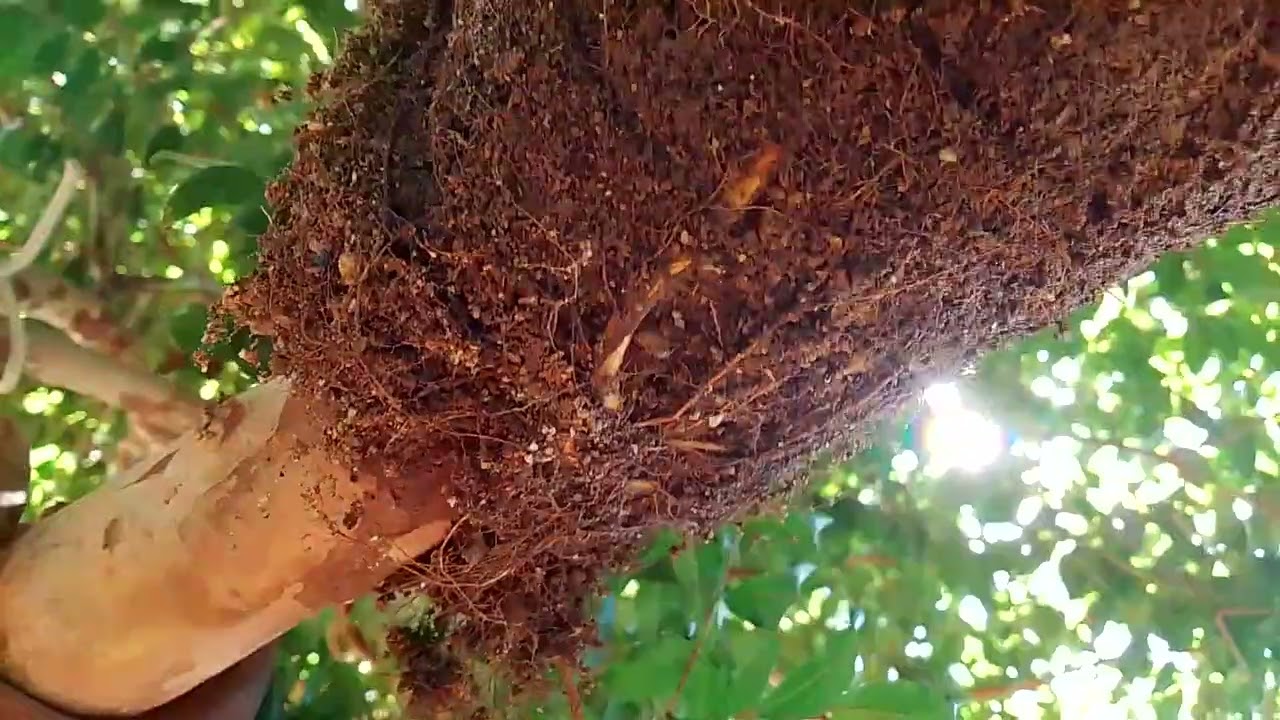 Retirada de alporquia de jabuticaba 
