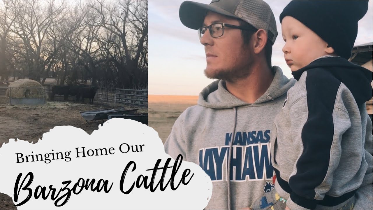 Bringing Home Our Barzona Cattle | New Genetics to Our Herd