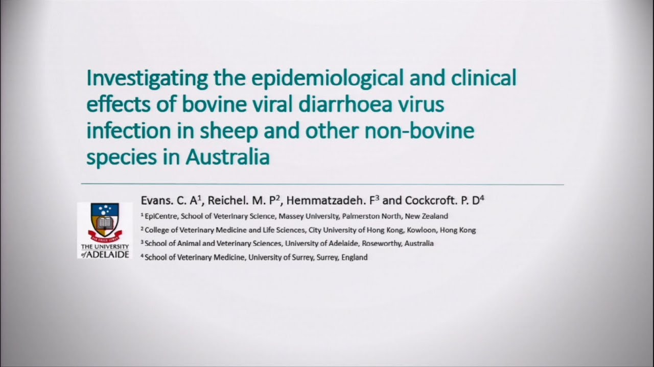 Investigating the epidemiological and clinical effects of bovine viral diarrhoea virus infection