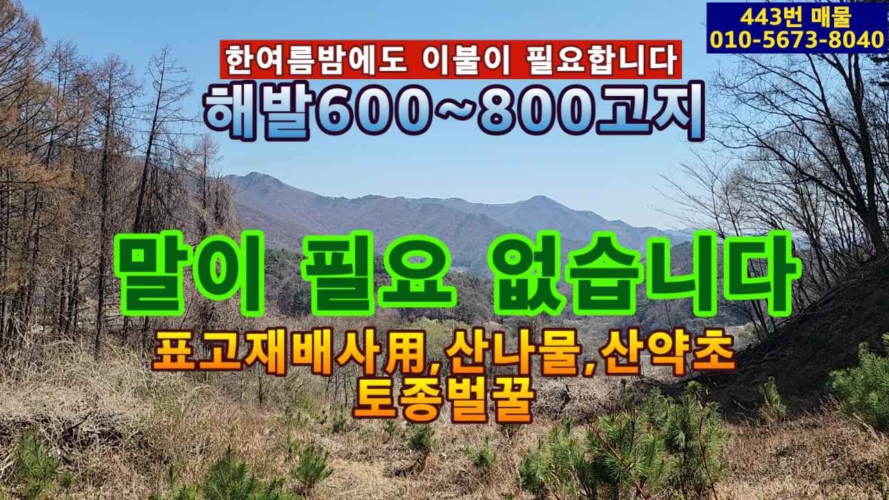 ( 443번 매물 ) 해발 600~800m.임야 평당 6,196원.준보전산지 4,273평 포함.주택허가 산림관리사 가능.염소사육 가능.산나물,산약초 ,표고재배사,토종벌꿀,양봉 가능