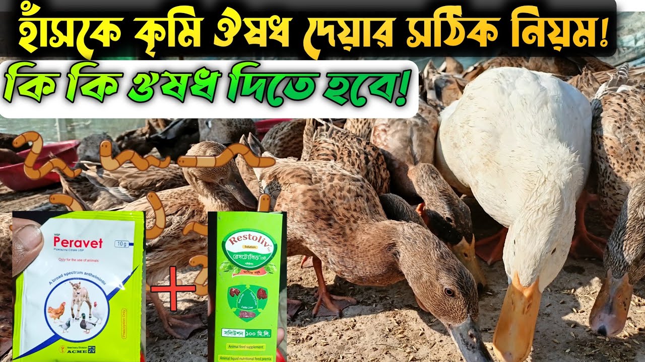 হাঁসের কৃমি ঔষধ দেয়ার সঠিক নিয়ম ও সঠিক সময়✅|| হাঁস পালন