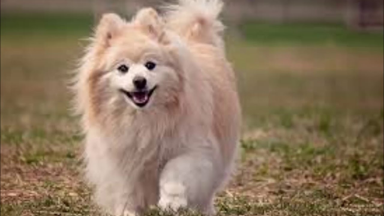 El baile del perrito