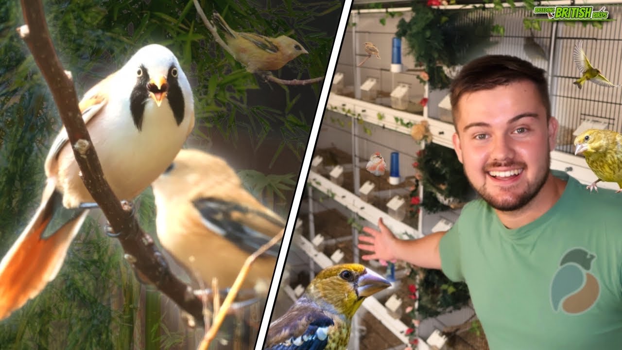 Breeding Season UPDATE - Breeding British Birds S5:Ep5