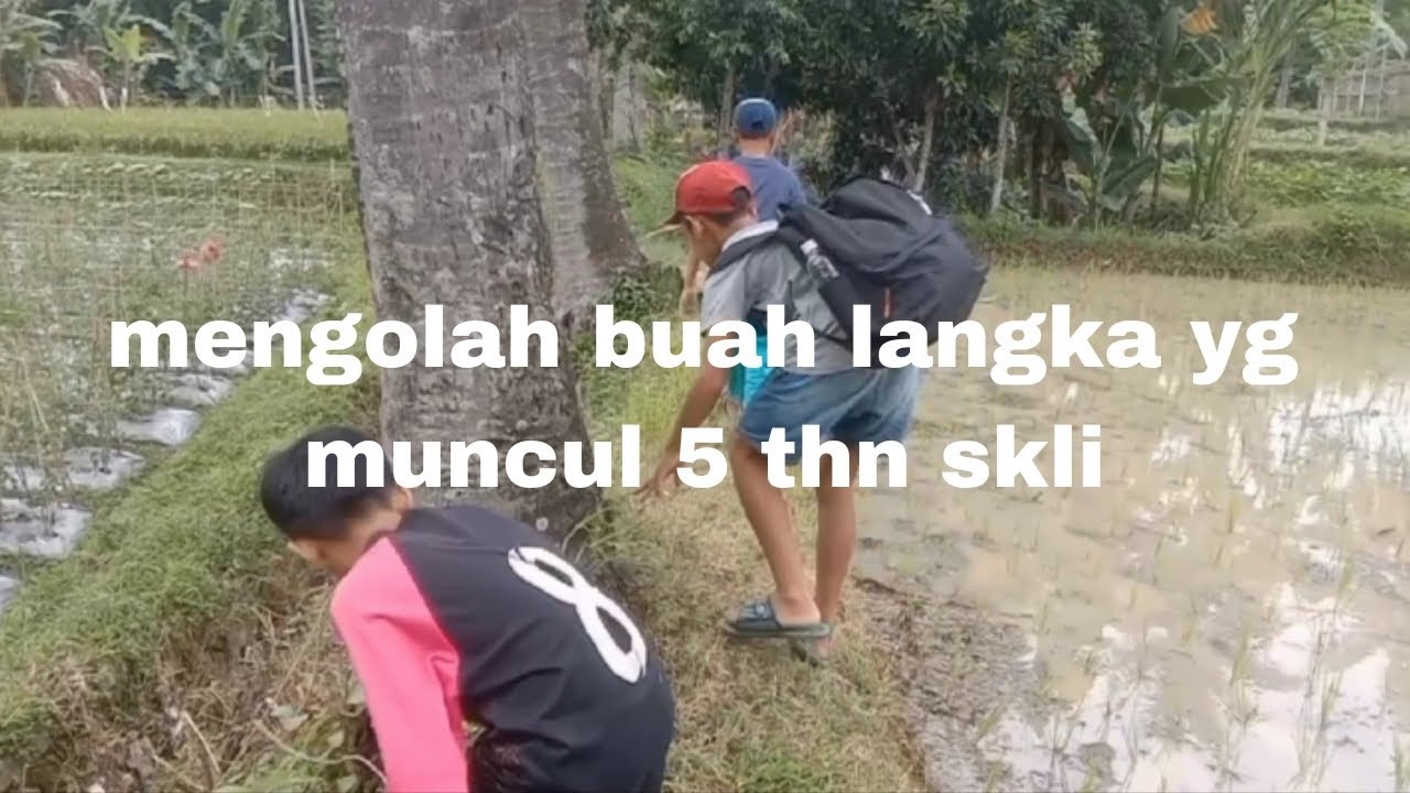 Bolang, Bocil lombok menemukan buah langka!! Muncul 5 tahun sekali