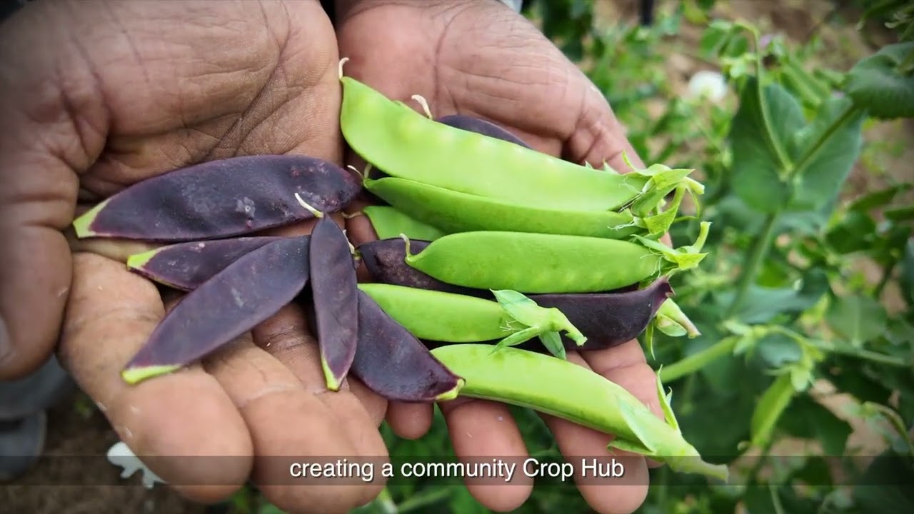 SAB Foundation | SIADEA 2025 | Rhiza Babuyile Crop Hub